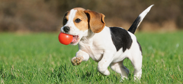 cardif-puppycare-pet-150727100705