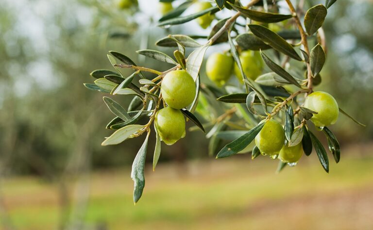 Una polizza per l’agricoltura di precisione (e la protezione degli ulivi) basata su IoT: ecco come funziona
