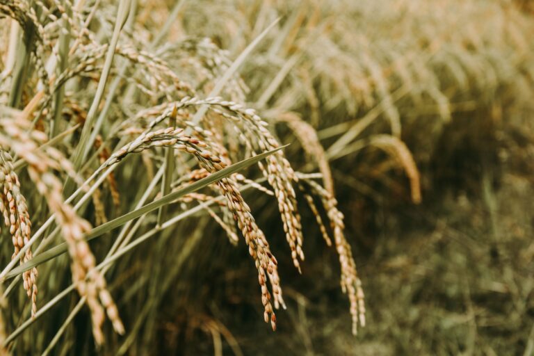 Materiali per l'edilizia dagli scarti del riso: i risultati e gli obiettivi della startup Ricehouse