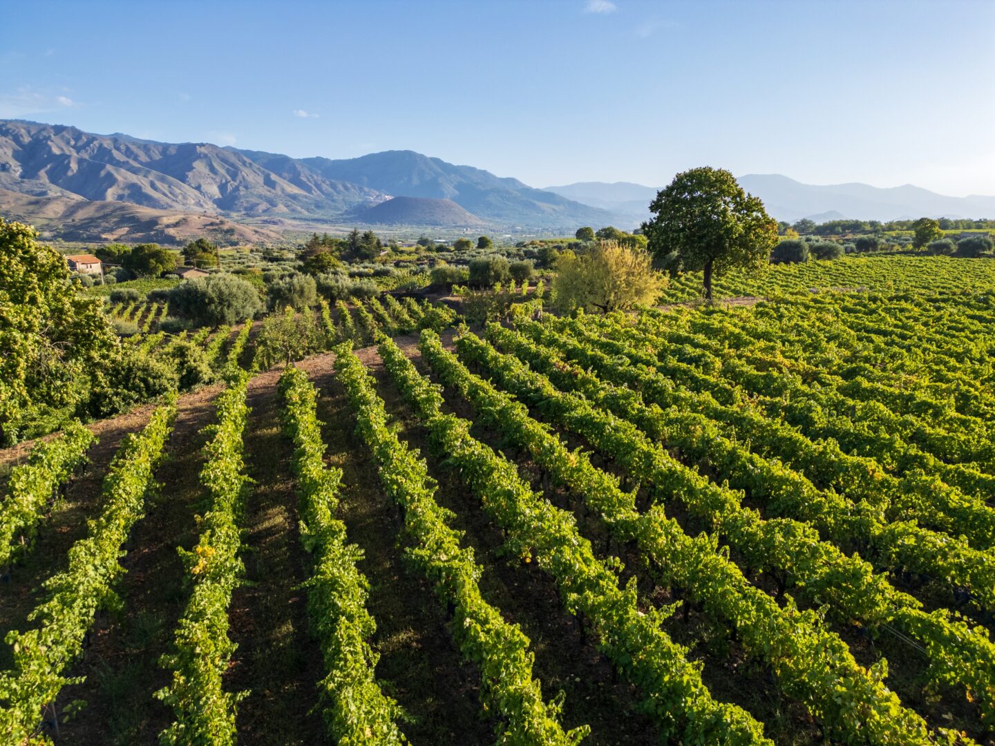 Innovazione in vigna: 2 startup per migliorare la viticoltura