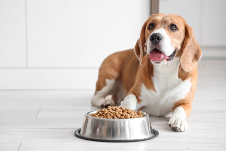 Purina a caccia di startup del pet-tech: riparte la call Unleashed